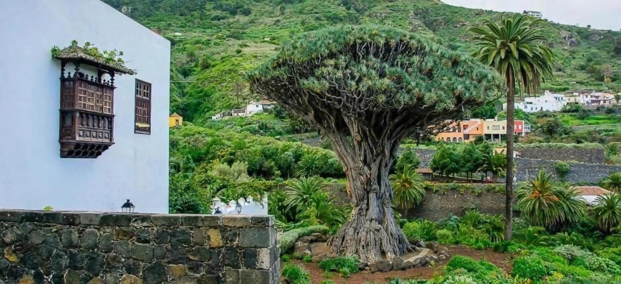 Icod De Los Vinos Centro Dış mekan fotoğraf